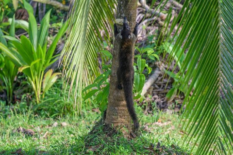 White nosed coati