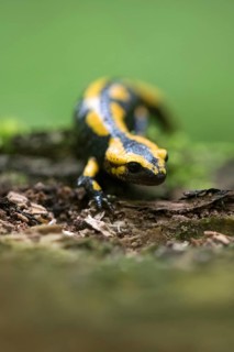Feuersalamander