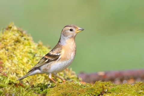 Bergfink