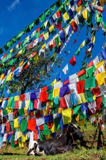 Cow indian sacred animal under Buddhist prayer flags on kora around Tsuglagkhang complex. McLeod Ganj
