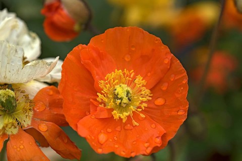 Iceland poppy