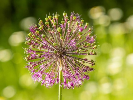 Ornamental leek