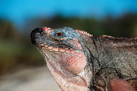 Close-up of head of Allens Cay Iguana