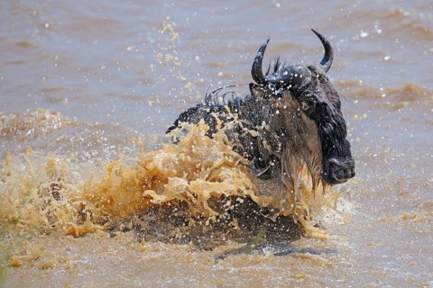 Wildebeest