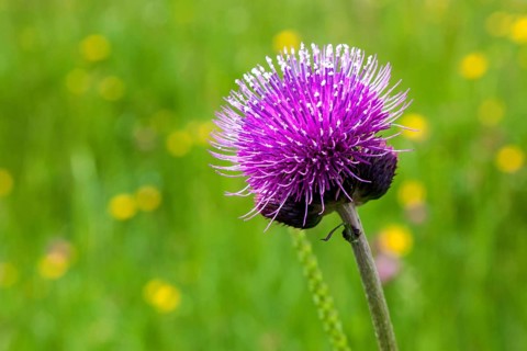 Brook thistle
