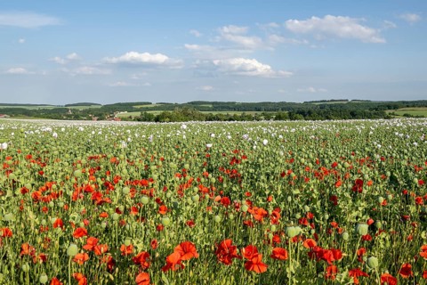Field with Waldviertel grey poppy