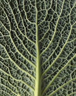 Leaf structure of a vegetable cabbage