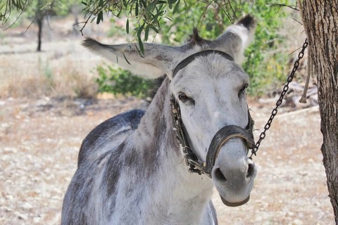 Donkey with bridle chained to tree