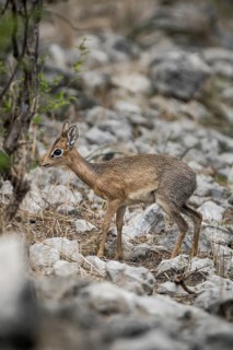 Kirk dikdik or kirk's dik-dik