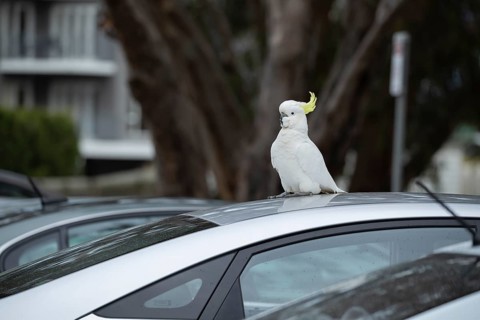 Sulphur-crested cockatoo