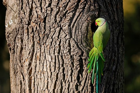 Rose-ringed parakeet
