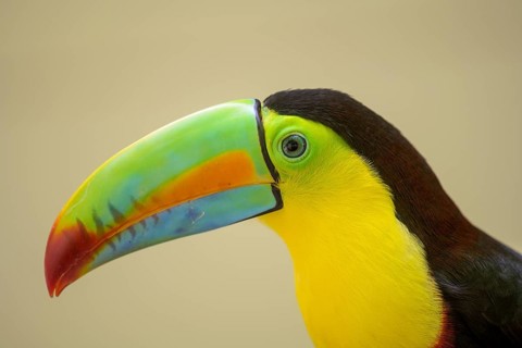 Keel-billed toucan