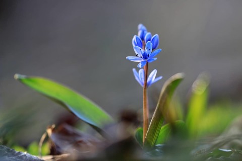 Squill