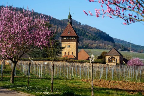 Bluehende Mandelbaeume am Geilweilerhof