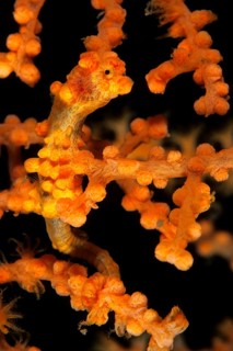 Pygmaeenseepferdchen