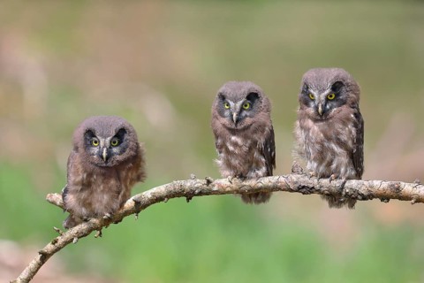 Tengmalm's Owl