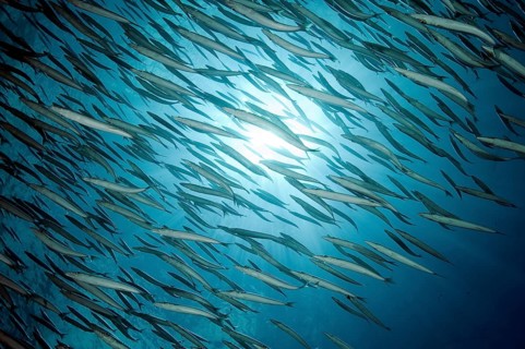 School of sharpfin barracuda