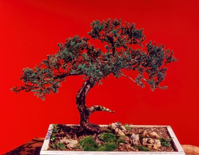 Bonsai