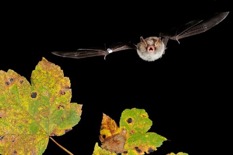 Natterer's bat