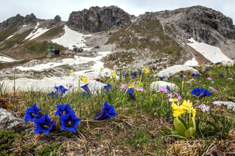 Pebble bell gentian