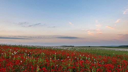 Field with Waldviertel grey poppy