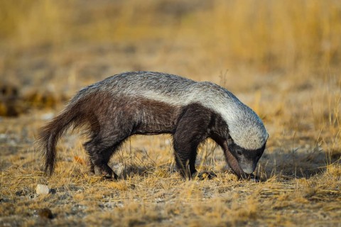 Honey badger