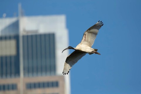 Australian white ibis