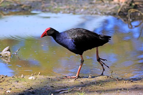 Australasian Swamphen