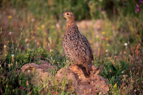 Grey-winged francolin