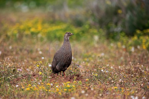 Cape spurfowl