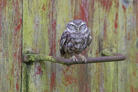 Little owl