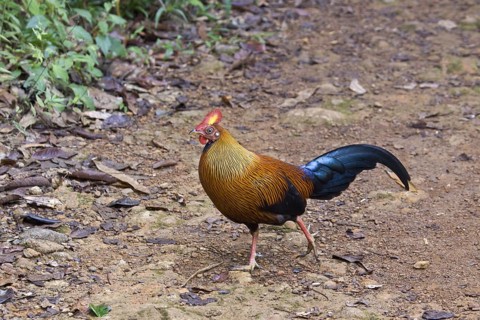 Gallus lafayettii