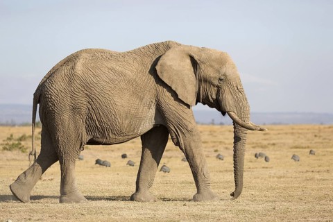 African elephant