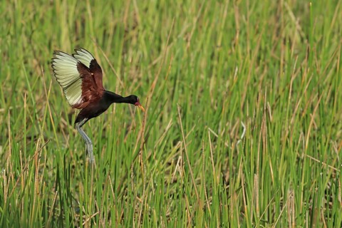 Red-fronted Jacana