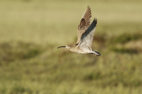 Whimbrel