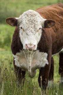 Hereford cattle