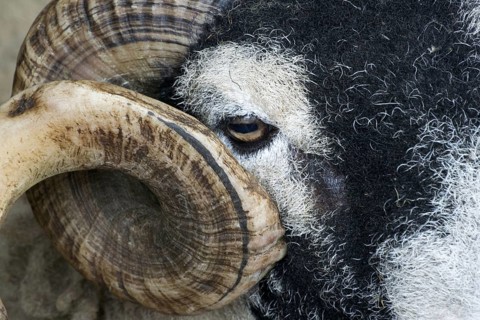 Domestic Sheep