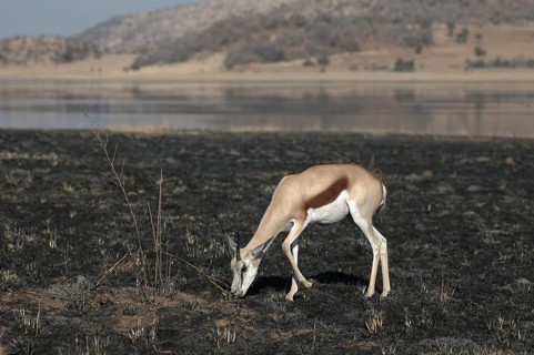 Springbok