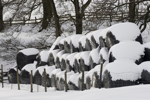 Plastic wrapped silage round bales in the snow