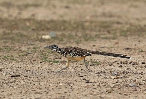Lesser Roadrunner