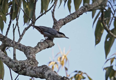 Giant Nuthatch