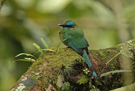 Keel-billed Motmot