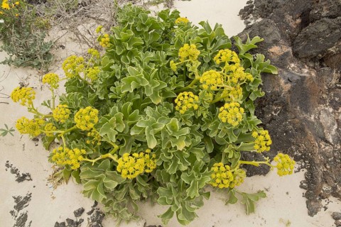 Canary Samphire
