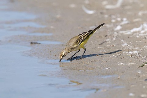 Yellow Wagtail