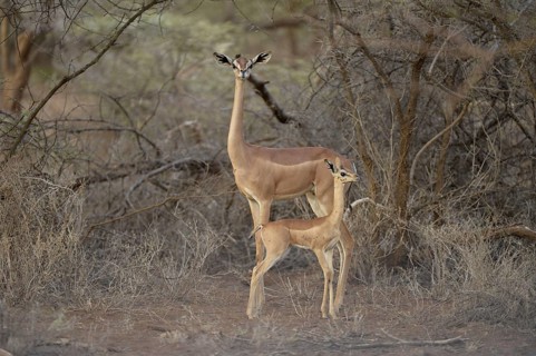 Southern Gerenuk