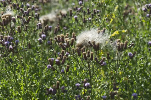 Flowers and seedlings of creeping thistle