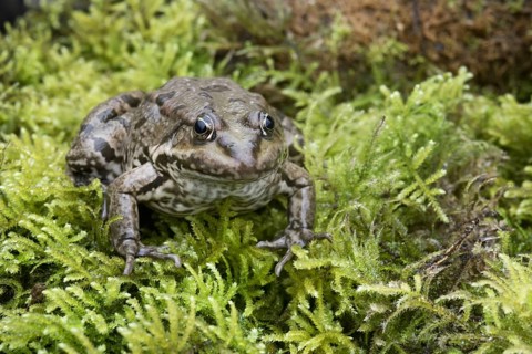 Marsh Frog
