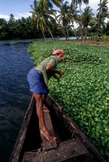 The Kerala backwaters are a chain of brackish lagoons and lakes lying parallel to the Arabian Sea coast known as the Malabar Coast of Kerala