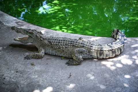 Krokodil