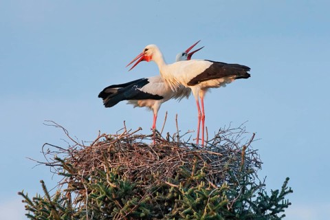 A pair of white storks standing in the nest at sunset and clattering their beaks